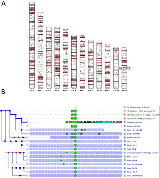 Genomicus and the study of global and local genome rearrangements. (A) Karyotype view showing the mapping of segments of Human Chromosome 1 onto Ciona robusta chromosomes. (B) Phyloview of the Phallusia mammillata gene Phmamm.g00004580 showing rapid loss of microsynteny within tunicates and complete loss with vertebrates.