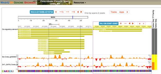Simultaneous visualization of candidate transcription factor binding sites in two known regulatory sequences. The WashU epigenome browser allows splitting the display to show two independent loci from the same genome. Here the display shows regulatory sequences of the Cirobu Otx (Cirobu.g00006940; left part of the window) and Nodal (Cirobu.g00010576; right part of the window) genes, and predicted local in silico binding affinity for transcription factors of the ETS and GATA families, known to regulate these enhancers.