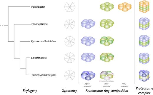 Examples of proteasome complexes. Schematic representations of proteasome complexes from selected organisms are shown. The predicted relationship between the organisms is shown as a simplified phylogenetic tree at the left of the figure. The symmetry of each ring, ring composition and structure of the complexes are shown; these are hypothetical for proteasomes from Pyrococcus, Sulfolobus and the Lokiarchaeote. Homologues of peptidase family T1 are shown as filled spheres: alpha subunits are shown in shades of blue, and beta subunits in shades of green (proteolytically active subunits) and grey (proteolytically inactive). The unrelated HslU subunits are shown as orange spheres.