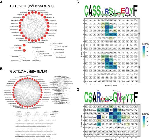 CDR3 motifs discovered from comparative analyses of VDJdb records. (A and B) Networks of pairwise alignments of GILGFVFTL-specific (A) and GLCTLVAML-specific (B) TCR β CDR3 sequences with up to three amino acid substitutions (no indels allowed). Nodes from the largest connected subnetworks (29 for GILGFVFTL and 36 for GLCTLVAML) used for motif discovery are shown in red. (C and D) TCR β CDR3 amino acid sequence logos and contact energy matrices obtained from available TCR:pMHC structural data. Sequence logos generated using WebLogo (http://weblogo.berkeley.edu/logo.cgi) show the relative frequency of each amino acid at each given position, and the height of each amino acid stack is scaled by the information content at each given position. Contact matrices are colored according to the interaction energies for each pair of CDR3 and peptide antigen residues (single-point energies were computed using GROMACS, value negated), and facet headers denote the Protein Data Bank IDs. Stars above the sequence logos show the number of accessible peptide antigen residues for each CDR3 residue, computed by counting peptide antigen residues closer than 5 Å to each given CDR3 residue.