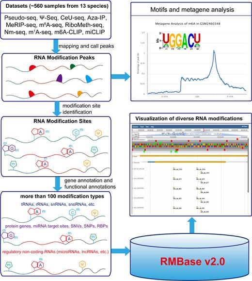 The scheme of the RMBase v2.0 workflow. RMBase v2.0 provides the comprehensive transcriptome-wide landscape of more than 100 types of RNA modifications. All results generated by RMBase v2.0 are deposited in MySQL database and displayed in the visual browser and web pages.