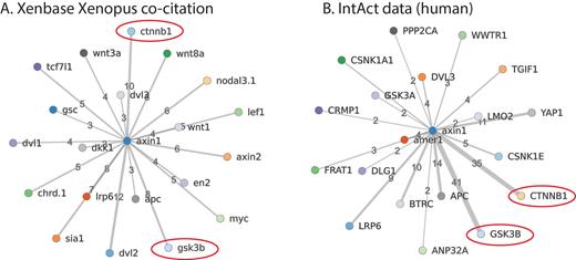 Comparison of Xenopus literature gene co-citation to human protein interaction data from IntAct. A. Genes co-cited with axin1 in Xenbase. Two key interactants, ctnnb1 (beta-catenin, 10 co-citations) and gsk3b (glycogen synthase kinase 3 beta, 8 co-citations) are circled in red. B. IntAct data on human proteins interacting with AXIN1. CTNNB1 has 35 results and GSK3B has 41 results, ranging from co-immunoprecipitation and yeast two-hybrid interactions, to fluorescence polarization spectroscopy and protein kinase assays (click on interactions hyperlink on Xenbase to view evidence).