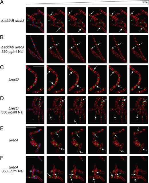 DisA foci remain highly dynamic upon DNA damage in ΔrecO or ΔrecA cells. (A–F) Dynamic localization of DisA-GFP foci demonstrated by time-lapse microscopy from individual cells of the DisA-GFP-producing strain. Time-lapse microscopy images (400 ms intervals) from DisA-GFP-producing strains stained with DAPI (blue), FM 4–64 (red) and DisA-GFP (green) seeing as foci in unperturbed ΔaddAB ΔrecJ (A), ΔrecO (C) or ΔrecA cells (E). The corresponding movies are displayed in the Supplemental data (Movies S3, S5 and S7). Time-lapse microscopy images (400 ms intervals) from DisA-GFP-producing strains in ΔaddAB ΔrecJ (B), ΔrecO (D) or ΔrecA cells (F) upon addition of 350 μg/ml Nal at the onset of sporulation. The corresponding movies are displayed in the Supplemental data (Movies S4, S6 and S8). Selected images were chosen for demonstration. Scale bars correspond to 5 μm.