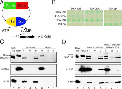 DisA interaction with RecA. (A) Scheme of the bacterial two-hybrid assay to test DisA-RecA in vivo interaction. (B) Bacterial two-hybrid assay shows an interaction of DisA with RecA in vivo. (C) His-tagged DisA alone (1.5 μg, lane 1) or native RecA alone (1.5 μg, lane 2) were loaded onto a 50-μl Ni2+ microcolumn at room temperature in Buffer A containing 20 mM imidazole. After extensive washing, the retained protein was eluted with 50-μl Buffer A containing 1 M NaCl and 0.4 M imidazole. (D) His-tagged DisA and native RecA (1.5 μg each) were loaded onto a 50-μl Ni2+ microcolumn at room temperature in Buffer A containing 20 mM imidazole in the presence or the absence of 5 mM ATP and 10 μM ssDNA. After extensive washing, the retained protein(s) was eluted with 50-μl Buffer A containing 1 M NaCl and 0.4 M imidazole. (C and D) The proteins present in the different fractions were separated by SDS-PAGE, and stained with Coomassie Blue. Western blot analysis of the protein mixtures highlighted with polyclonal anti-RecA (α-RecA) or monoclonal anti-His (α-His) antibodies was perfomed. FL, flow-through; W wash; E, elution with imidazole.The proteins present in the different fractions are indicated.