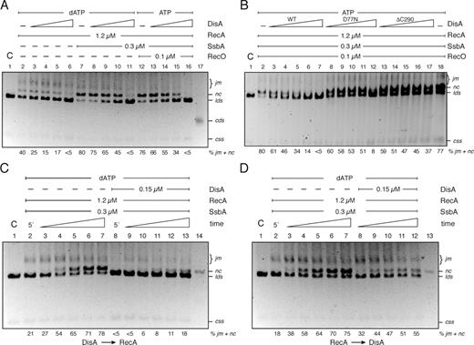 DisA negatively affects recombination. (A) Circular 3,199-nt ssDNA (10 μM) and homologous dsDNA (20 μM in nt) were pre-incubated or not with SsbA and then incubated with RecA and increasing DisA concentrations (doubling from 0.025 to 0.2 μM) in buffer B containing 5 mM dATP (lanes 2–11) for 60 min at 37°C. (B) The circular ssDNA and homologous linear dsDNA were pre-incubated with SsbA, RecO and then with RecA and increasing DisA (doubling from 0.025 to 0.4 μM), DisA D77N or DisA ΔC290 (doubling from 0.1 to 1.6 μM) concentrations in buffer B containing 5 mM ATP for 60 min at 37°C. (C) Circular ssDNA and homologous linear dsDNA were pre-incubated with SsbA and DisA in buffer B containing 5 mM dATP, 5 min later RecA was added, and the reaction incubated for variable time (10, 20, 30, 45 and 60 min) at 37°C. (D) Circular ssDNA and homologous linear dsDNA were pre-incubated with SsbA and RecA in buffer B containing 5 mM dATP, then DisA was added and the reaction was incubated for variable time (in min) at 37°C and separated by 0.8% agarose gel electrophoresis. The position of the bands corresponding to substrates (css, lds), intermediates (joint molecule, jm), products (nicked circular, nc) and covalently closed circular duplex DNA (cds) are indicated. C denotes the control DNA substrates. The quantification of intermediates/products indicated at the bottom is the mean of ≥3 independent experiments.
