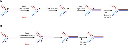 Proposed mechanisms for DisA in RecA-mediated DNA damage tolerance pathways. (A) An unrepaired DNA lesion on the leading strand template (grey dot) causes blockage of replication fork movement. DisA regulates RecA-mediated annealing of the nascent strands, reversal of the leading and lagging daughter strands to form a HJ DNA structure. Then, DNA synthesis of the DNA complementary to the damaged site (denoted by dotted line) is followed by fork regression. (B) An unrepaired DNA lesion on the lagging strand template (grey dot) causes blockage of replication fork movement. DisA regulates RecA-mediated annealing of the nascent strands with DNA synthesis initiating from the alternative template (template switching). Removal of the lesion by a specific repair pathway then occurs.