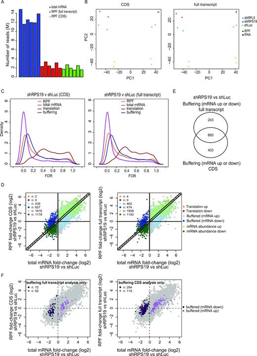 Anota2seq analysis of ribosome-profiling data identifies translational buffering following RPS19 silencing. (A) Number of RNAseq reads from sequencing libraries for total mRNA mapping to full transcript and for RPF mapping to CDS or full transcript. (B) PCA plots of components 1 and 2 from analysis using data sets where RPFs were mapped to CDSs (left) or the full transcript (right) as input. (C) Density plot of FDRs following anota2seq analysis comparing RPS19 knock-down to control (shLuc) using the two data sets from (B) as input. (D) Scatter plots of log2 fold-changes (shRPS19 vs shLuc) for total mRNA and RPF data (CDS [left] or full transcript [right] RPF mapping). Numbers of identified transcripts under each mode of regulation are indicated. (E) A Venn diagram comparing transcripts identified as buffered from anota2seq analysis of the two data sets from (B). (F) Scatter plots of log2 fold-changes (shRPS19 versus shLuc) of total mRNA and RPF data (CDSs data [right] and full transcript [left]). Transcripts identified as buffered only when anota2seq was applied on the data sets where RPFs were mapped to the full transcript (left) or CDS (right) are indicated (i.e. corresponding to [E]). Note: not all mRNAs identified during analysis of the full transcript data set were represented in the CDS data set (due to filtering [see materials and methods]).