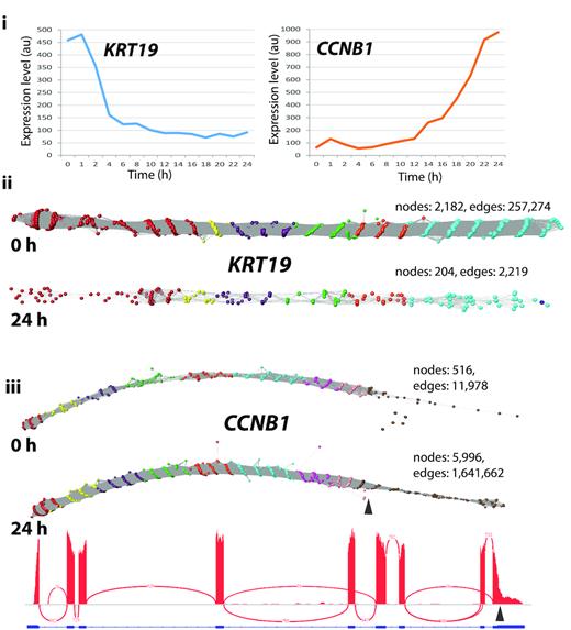 Typical graphs of RNA-Seq data derived from linear transcripts. Examination of a wide range of RNA-Seq assembly graphs derived from human fibroblast expressed genes demonstrated that the majority of graphs are linear structures. Shown here are two such graphs for (ii)KRT19 and (iii)CCNB1 (node overlay colours representing exons were derived from ENST00000361566 and ENST00000256442, respectively). (i) Expression profile of the two genes as measured by microarray analysis of the time-course of transcriptional events following serum-refeeding (31). Expression of KRT19 is rapidly down-regulated whilst CCNB1 is up-regulated as the cells enter mitosis. This differential expression is evident from the graph visualization with the number of nodes decreasing or increasing by ∼10-fold in the 0 h derived versus the 24 h derived RNA-Seq data. It is interesting to note that in the CCNB1 graphs there is an abrupt decrease in the density of nodes within exon 9 at both time points (marked by arrow). This corresponds to where the IGV view also shows a decrease in the density of reads and corresponds to a CCNB1 transcript (ENST00000505500) that exhibits a truncated exon 9 at this position.