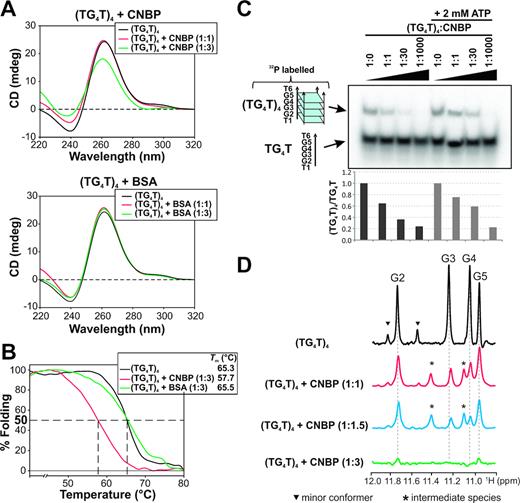 CNBP unfolds the tetramolecular G4 (TG4T)4. (A) Top: CD spectra obtained for 2 μM (TG4T)4 incubated in the absence of protein or in the presence of increasing CNBP molar ratios. Bottom: CD spectra obtained for 2 μM (TG4T)4 incubated for 30 min at 37°C in the absence of protein or in the presence of increasing BSA molar ratios. (B) CD melting curves obtained for (TG4T)4 incubated in the absence of protein or in the presence of 6 μM (1:3 molar ratio) CNBP or BSA. Estimated melting temperatures (Tm) are informed in the inset. (C) Top: Representative unwinding PAGE assay (n = 3) of the 32P-labeled (TG4T)4 incubated in the absence of protein or in the presence of increasing CNBP molar ratios. Results obtained in the absence of ATP are shown at the left and results obtained in the presence of 2 mM ATP are shown at the right. Bottom: histogram representing relative (TG4T)4/TG4T ratio of the bands in the unwinding PAGE assay. (D) 1D 1H NMR spectra obtained for (TG4T)4 incubated in the absence of protein or in the presence of increasing CNBP molar ratios. Peaks corresponding to imino protons of guanines 2, 3, 4 and 5 are labeled as G2, G3, G4 and G5, respectively. Peaks corresponding to a minor conformer formed under these experimental conditions are indicated with arrowheads (▾), and peaks corresponding to intermediate species are indicated with asterisks (*).