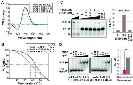 CNBP unfolds the G4 formed in the NHE III1 of c-MYC promoter. (A) CD spectra obtained for 2 μM Pu18 oligonucleotide folded as G4 in the presence of 10 mM K+ and incubated in the absence of protein or in the presence of increasing CNBP molar ratios or BSA in the maximum molar ratio. (B) CD melting curves obtained for Pu18 oligonucleotide folded as G4 with 1 mM K+ and incubated in the absence of protein or in the presence of CNBP or BSA. The estimated melting temperatures (Tm) for each curve are informed in the inset. (C) Left: autoradiography of a representative PSA performed with the template containing Pu18 sequence folded in the presence or absence of 50 mM K+ and then incubated in the absence of protein, in the presence of increasing concentrations of CNBP or in the presence of CNBP buffer. Right: histogram representing relative FLP/SP (mean ± SD) of three independent experiments. ***P< 0.001, ANOVA, n = 3. FLP, full-length product; SP, stop product; P, labeled primer. (D) Left: EMSAs performed using 32P-labeled Pu18 probe folded in the presence of Li+ 100 mM (unfolded, left) or K+ 100 mM (folded, right) and then incubated in the absence or in the presence of increasing concentrations of CNBP. Free and shifted probes are indicated by arrows at the left of the gels. Apparent Kd for each condition were estimated (Supplementary Figure S4) and are indicated below the gels. Right: histogram representing apparent Kd (mean ± SD) for three independent experiments. **P< 0.01, t-student, n = 3. Values of apparent Kd means are informed in Supplementary Figure S8F.