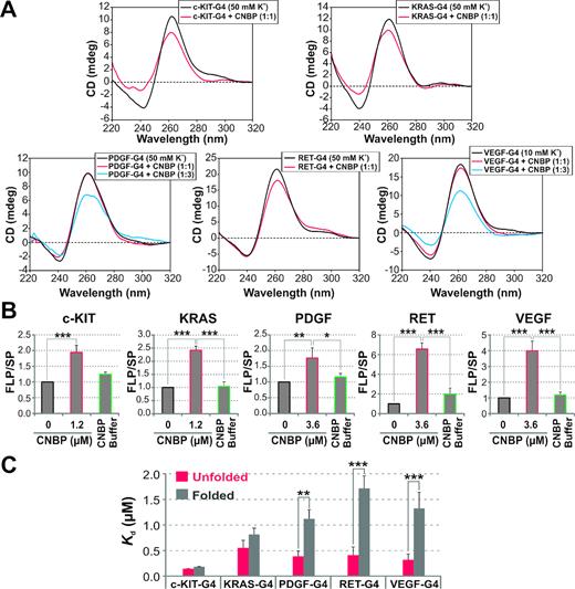 CNBP unfolds the G4s present in the PPRs of oncogenes other than c-MYC. (A) CD spectra obtained for 2 μM c-KIT-G4, KRAS-G4, PDGF-G4, RET-G4 and VEGF-G4 oligonucleotides (Supplementary Table S1) folded as G4 in the presence of the indicated K+ concentration and incubated in the absence of protein or in the presence of CNBP (1:1 molar ratio). In the case of PDGF-G4 and VEGF-G4, CNBP was also tested at 1:3 molar ratio. (B) Histograms representing the relative FLP/SP ratio (mean ± SD) of three independent PSAs. G4-templates were folded in the presence of 50 mM K+ and then incubated in the absence of protein, in the presence of 1.2 μM (in the case of c-KIT and KRAS) or 3.6 μM (in the case of PDGF, RET and VEGF) CNBP or in the presence of CNBP buffer. *P< 0,05, **P< 0.01, ***P< 0.001, ANOVA, n = 3. FLP, full-length product; SP, stop product. (C) Histograms representing the apparent Kd (mean ± SD) estimated as shown in Supplementary Figure S8A–E of three independent EMSAs performed using 32P-labeled c-KIT-G4, KRAS-G4, PDGF-G4, RET-G4 and VEGF-G4 probes folded in the presence of Li+ 100 mM (unfolded probe) or K+ 100 mM (folded probe), which were then incubated in the absence or presence of increasing concentrations of CNBP. **P< 0.01, ***P< 0.001, t-student, n = 3. Values of apparent Kd are informed in Supplementary Figure S8F.