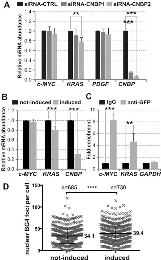 In cellulo effect of CNBP depletion on c-MYC, PDGF and KRAS transcriptional expression. (A) Relative abundance of c-MYC, KRAS, PDGF and CNBP mRNA measured by RT-qPCR in HeLa cells transfected with a control siRNA (siRNA-CTRL) and two different siRNAs (siRNA-CNBP1 and siRNA-CNBP2) that specifically target CNBP mRNA. (B) Relative abundance of c-MYC, KRAS and CNBP mRNA measured by RT-qPCR in not-induced and induced HeLa CNBP-KDInd cells. (C) Fold enrichment corresponding to the ChIP assay performed on HeLa CNBP-eGFP cells using anti-GFP antibody in respect of IgG antibody control. Immunoprecipitated chromatin was amplified by qPCR for specifically analyzing the binding of CNBP to the c-MYC and KRAS PPRs containing the analyzed PQSs, and to the GAPDH PPR as a control of a gene not regulated by CNBP. In all cases, bars represent the mean ± SD of three independent experiments. **P< 0.01, ***P< 0.001, t-Student test, n = 3. (D) Column scatter plots representing the numbers of nuclear BG4 foci detected per cell in not-induced and induced HeLa CNBP-KDInd cells (Supplementary Figure S13A). Results show the pooled data from two independent experiments including two or three technical replicates (Supplementary Figure S13B). Mean values are indicated for each group. ****P< 0.0001, Mann–Whitney test.