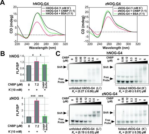 CNBP unfolds the G4s present in the PPRs of human NOG and zebrafish nog3 genes. (A) CD spectra obtained for 2 μM hNOG-G4 and zNOG-G4 folded as G4 in the presence of 1 mM K+ and incubated in the absence of protein or in the presence of CNBP (1:1 molar ratio) or BSA. (B) Histograms representing the relative FLP/SP ratio (mean ± SD) of three independent PSAs. Templates containing hNOG-G4 and zNOG-G4 were folded in the presence of 10 mM K+ and then incubated in the absence of protein, in the presence of 7.2 μM of CNBP or in the presence of CNBP buffer. *P< 0,05, ***P< 0.001, ANOVA, n = 3. FLP, full-length product; SP, stop product. (C) Representative EMSAs (n = 3) performed using 32P-labeled hNOG-G4 and zNOG-G4 probes folded in the presence of Li+ 100 mM (unfolded, left) or K+ 100 mM (folded, right) and then incubated in the absence or in the presence of increasing concentrations of CNBP. Free and shifted probes are indicated by arrows at the left of the gels. Apparent Kd values for each condition were estimated as shown in Supplementary Figure S14C and are indicated below the gels. The folded hNOG-G4 probe presents a minority band of lower mobility probably due to a self-assembled dimeric intermolecular G4.