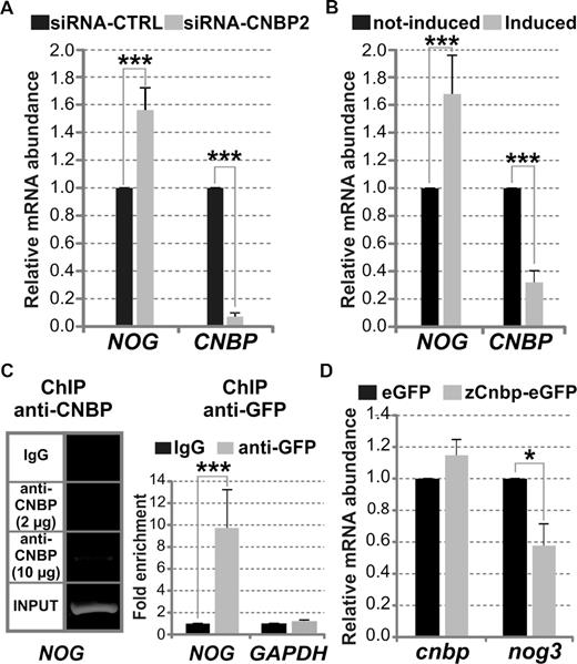 CNBP affects the transcriptional expression of NOG in cellulo and nog3 in vivo. (A) Relative abundance of NOG and CNBP mRNA measured by RT-qPCR in HeLa cells transfected with a control siRNA (siRNA-CTRL) and siRNA-CNBP2 that specifically targets CNBP mRNA. (B) Relative abundance of NOG and CNBP mRNA measured by RT-qPCR in not-induced and induced HeLa CNBP-KDInd cells. (C) Left: ChIP assay performed on HeLa cells using two amounts of anti-CNBP antibody (2 and 10 μg) and IgG antibody as a control. Immunoprecipitated chromatin was amplified by PCR for specifically analyzing the binding of CNBP to the NOG-PPR containing the analyzed PQSs. INPUT corresponds to PCR performed on total genomic DNA. Right: Fold enrichment corresponding to the ChIP assay performed on HeLa CNBP-eGFP cells using anti-GFP antibody in respect of IgG antibody control. Immunoprecipitated chromatin was amplified by qPCR for specifically analyzing the binding of CNBP to the NOG-PPR containing the analyzed PQS, and to the GAPDH PPR as a control of a gene not regulated by CNBP. (D) Relative abundance of cnbp and nog3 mRNA measured by RT-qPCR using total RNA prepared from 54 hpf-staged larvae microinjected with zCnbp-eGFP mRNA or eGFP mRNA (controls). In all cases, bars represent the mean ± SD of three independent experiments. *P< 0.05, ***P< 0.001, t-Student test, n = 3.
