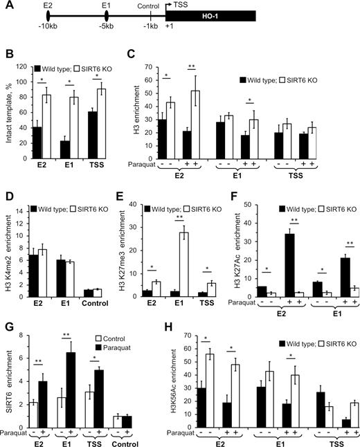 SIRT6 is required for chromatin conditioning on the HO-1 locus. (A) Schematic of the HO-1 locus containing transcription start site (TSS) and upstream enhancers E1 and E2 (black ovals). (B) HO-1 locus is compact in SIRT6 KO cells. DNase Hyper sensitivity (DHS) assay was performed on WT and KO cells and undigested DNA templates were quantified using qPCR. Experiments were repeated three times and error bars show s.d., *P < 0.05. (C) Lack of nucleosome dynamics in SIRT6 KO cells. WT and KO cells were left untreated or treated with paraquat and locus occupancy by H3 was analyzed by ChIP using H3 antibody. (D) E1 and E2 enhancers are pre-marked independent of SIRT6. WT and KO cells were harvested and locus occupancy by H3K4me2 were analyzed by ChIP using H3K4me2 antibody. Control refers to the region one kb upstream of TSS. (E) Higher repressive chromatin mark deposition in the absence of SIRT6. WT and KO cells were harvested and locus occupancy by H3K27me3 was analyzed by ChIP using H3K27me3 antibody. (F) SIRT6 is required for the maintenance and enhancement of H3K27 acetylation after stress. WT and KO cells were treated with paraquat or left untreated and harvested and locus occupancy by H3K27me3 was analyzed by ChIP using H3K27Ac antibody. (G) SIRT6 is recruited to the HO-1 locus post oxidative stress. WT cells were treated with paraquat, harvested and locus occupancy by SIRT6 was analyzed by ChIP using SIRT6 antibody. Control refers to the region one kb upstream of TSS. (H) Hyper-acetylation of H3K56 in the absence of SIRT6. WT and KO cells were treated with paraquat or left untreated and harvested and locus occupancy by H3K56Ac was analyzed by ChIP using H3K56Ac antibody. (C–H) Data were from three independent ChIP experiments, normalized to control IgG; error bars show s.d. Significance was determined using Student's t-test. *P < 0.05, **P < 0.01.