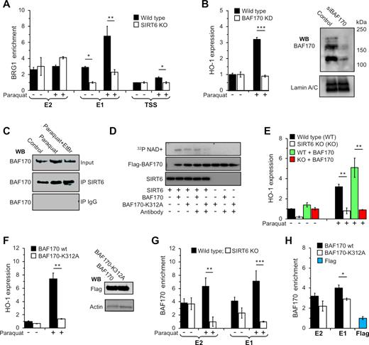SIRT6 mediates HO-1 transcriptional enhancement through mono-ADP ribosylation of BAF170. (A) SIRT6 is required for recruitment of BAF complex to E1 region. ChIP analysis of the HO-1 locus in WT and SIRT6 KO cells untreated and post paraquat treatment using antibody against BAF complex ATPase subunit BRG1. Error bars denote s.d., n = 3; *P < 0.05. (B) BAF170 is critical for HO-1 transcriptional enhancement. Total RNA was isolated from WT MEF cells transfected with siBAF170, and treated with paraquat. BAF170 mRNA level in control cells and those treated with paraquat was analyzed using qPCR. (C) SIRT6 is a component of BAF complex and interacts with BAF170. BAF170 was immunoprecipitated from nuclear extracts of MEFs using SIRT6 antibody, and then immunoblotted for BAF170. (D) SIRT6 mono-ADP ribosylates BAF170. Purified flag-BAF170 was incubated with SIRT6 and 32P-NAD+ for 30 minutes. To decrease random interactions between SIRT6 and BAF170 and to enhance the specificity of modification, antibodies against BAF170 and flag were added to specified reactions. Ribosylated proteins were detected by autoradiography. SIRT6 and BAF170 were detected using antibodies against SIRT6 and Flag, respectively. (E) BAF170 overexpression enhances HO-1 transcription in WT MEFs. MEF WT and SIRT6 KO cells were transfected with a plasmid encoding flag-BAF170. Forty eight hours post transfection cells were treated with paraquat, and the HO-1 transcripts were analyzed using RT-qPCR and normalized to beta actin. Error bars show s.d., n = 3, **P < 0.01. (F) BAF170 mutation abrogates HO-1 transcriptional enhancement. WT MEFs were transfected a plasmid expressing flag-BAF170-K312A. 48 hours post transfection cells were treated with and the HO-1 transcripts and analyzed by RT-qPCR. Error bars show s.d., n = 3, **P < 0.01. (G) SIRT6 is required for BAF170 recruitment to E1 region after stress. WT MEFs were treated with paraquat for 8 h and ChIP assay was run using antibody against BAF170. Error bars show s.d., n = 3, **P < 0.01; ***P < 0.001. (H) SIRT6-dependent ribosylation of BAF170 enhances BAF170 binding to chromatin. WT MEFs were transfected with flag-BAF170 or flag-BAF170-K312A, and treated with paraquat 48 h post transfection. Eight hours post treatment BAF170 recruitment was analysed by ChIP assay using anti-Flag antibody. *P < 0.05.