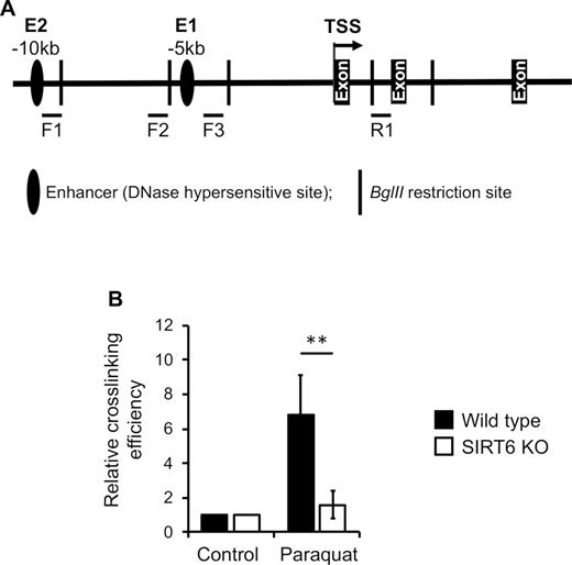 SIRT6-dependent long-range chromatin interaction on the proximal enhancer in HO-1 locus. Chromosome conformation capture (3C) assay was performed as described in the Experimental Procedures. 100 ng of the sample was amplified by qPCR. A bacterial artificial chromosome containing human HO-1 locus (HO-1 BAC, Genbank accession number Z82244) clone was used as a positive control and non-crosslinked genomic DNA from primary skin fibroblast cells was used as a negative control. Reverse-crosslinked DNA was then amplified with primers (bars indicated by F1–3, R1). (A) Schematic representation of the HO-1 promoter and gene with the positions of BglII restriction sites (vertical bars), DNase I–hypersensitive sites (ovals). (B) Relative crosslinking frequencies between fragment F3 and fragment R1 of the locus. The graph shows the ligation products by qPCR produced by the 3C assay with untreated and stressed WT and SIRT6 cells 8 h after treatment with 0.5 M paraquat. The 3C assay was performed to determine the interaction between enhancer and promoter using BglII restriction enzyme. Interaction between the fragment containing –4.0 kb proximal enhancer and that next to the TSS was identified from the PCR product of F3 and R1 primer pairs. DNA from the PCR product of paraquat-treated sample with the F3/R1 primer pairs was extracted, TOPO TA-cloned, and then sequenced. Error bars show s.d., n = 3, **P < 0.01.