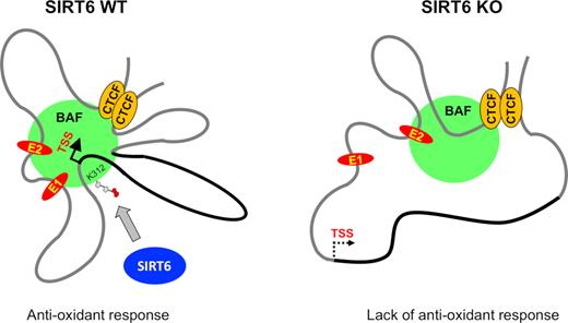 Schematic of activation-dependent looping events in HO-1 locus in SIRT6 wild type and knock out tissue. A schematic diagram based on the looping events shown in Figure 4, assuming that all looping events can occur in a single cell. In this model, all small loops converge on a common core base bound to BAF complex (green spheres) in a SIRT6- and mono-ADP ribosylation-dependent manner. As a consequence, the total physical volume of the active transcriptional complex is reduced, enhancing the accessibility of factors to genomic sites in a single transcriptionally active domain (60). HO-1 gene is highlighted in black.