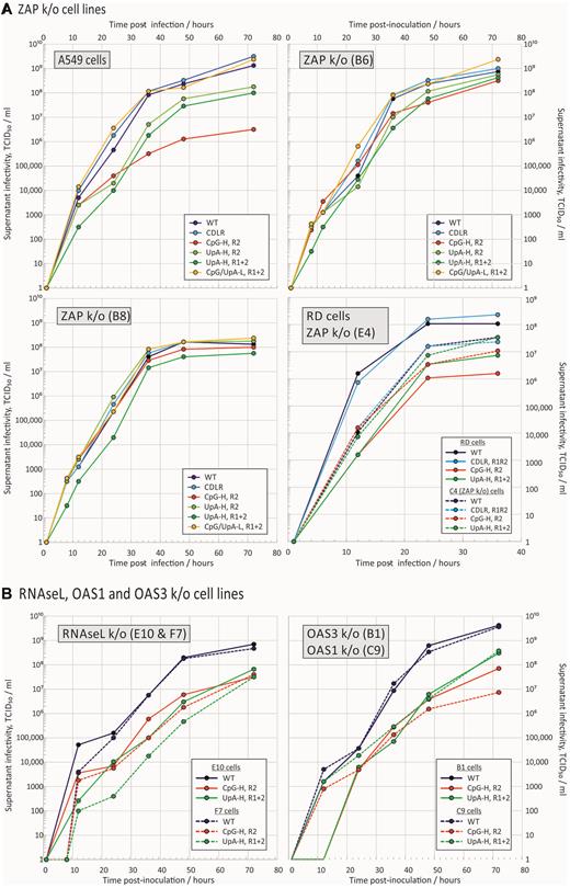 Reversal of CpG and UpA-mediated attenuation in k/o cells. Multi-step replication kinetics of E7 WT and compositionally altered mutant viruses in A549 and RD cells, and in cell lines with targeted knockout of (A) ZAP and (B) RNAseL, OAS3 and OAS1. Cells were infected with a MOI of 0.01 and supernatant sampled and titred for infectivity at different time points after infection. Graph lines show mean TCID50 values of supernatants from two biological replicates.