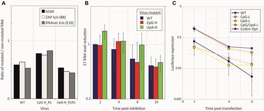 Integrity and stability of compositionally modified E7 genomic RNA. (A) RNA was extracted from E7-infected cells and RNA quantified in a non-mutated (5′UTR) and mutated region (R2) by qPCR. Ratios of viral loads between the two regions were normalized to those obtained by the same qPCR of full-length RNA transcripts of WT and each mutant. (B) Decay rates of E7 RNA in A549 cells infected with E7 WT, R1R2 UpA-H and R2 CpG-H mutants after replication inhibition by 10 μM GnHCl. E7 RNA was extracted from infected cells at the indicated time points post-inhibition and quantified by qRT-PCR; levels were expressed as ratios to levels of RNA immediately pre-addition of GnHCl. Histogram height represent the mean of three technical replicates; error bars indicate SDs. (C) Luciferase expression at 1, 4 and 6 h post transfection of A549 cells with replicons containing compositionally modified luciferase gene sequences in the presence of 10 μM GnHCl to inhibit replication. Points represent the mean of three biological replicates; error bars show 1 SD.