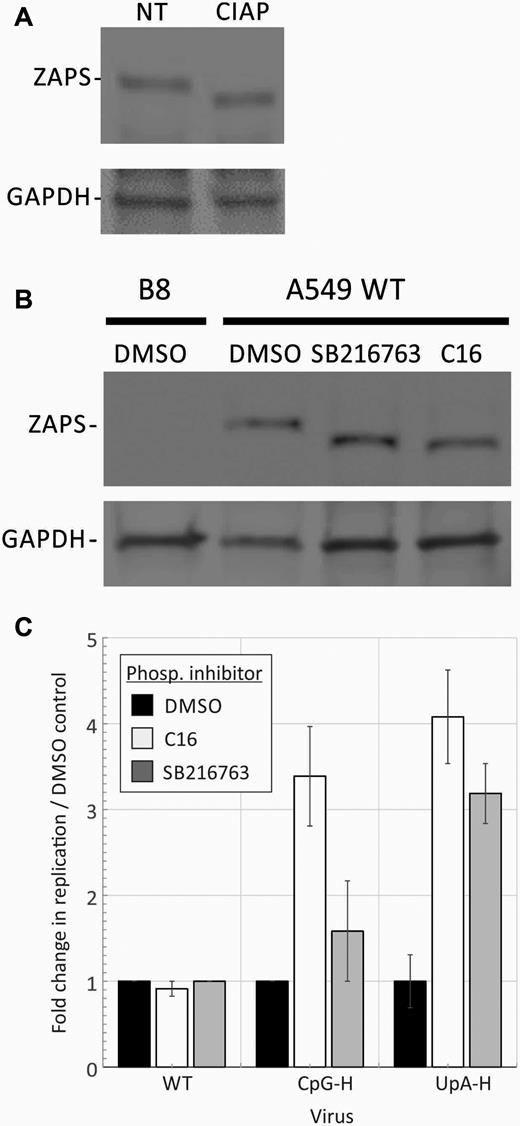 Phosphorylation of ZAP and effects on E7 replication. (A) A549 cells were treated with CIAP, lysed and the mobility of ZAP-S identified on WB compared to a non-treated (NT) control. (B) A549 WT cells were treated with either C16, the GSK3β inhibitor SB216763 or DMSO (negative control) and mobility compared on WB. B8 cells (left lane) expressed no ZAP-S. (C) Comparison of replication titres of R2 CpG-H and R1R2 UpA-H virus mutants with that of WT virus after pre-treatment of A549 cells with C16 and SB216763 or mock-treated with DMSO. Graphs show ratios of infectivity titres at 24 h post-infection to that of the mock-treated WT control. Error bars show standard deviations of two biological repeats.