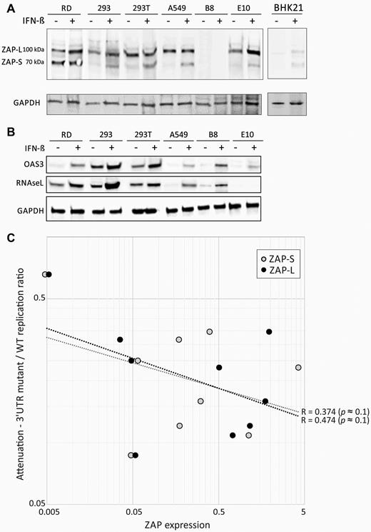 Expression of ZAP, RNAseL and OAS3 in cell lines; association of ZAP expression with attenuation. Detection of ZAP-L and ZAP-S (A) and RNAseL, and OAS3 (B) by western blot analysis of lysates of different cell lines before and after stimulation with exogenous IFN-β. (C) Association of ZAP-L expression with the attenuation index of mutants of E7 with high CpG or UpA 3′UTR sequences. The black and grey dotted lines show lines of best fit and associated R values. Significance levels were based on one-tailed probabilities using the Spearman non-parametric test.
