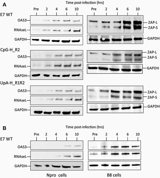 Induction of ZAP, RNAseL and OAS3 on E7 infection. (A) Induction of ZAP (L and S isoforms), RNAseL and OAS3 on infection with E7 over 10 h post-infection with E7 and compositionally altered mutants. (B) Effects of IRF3 pathway inhibition by NPro and of ZAP k/o on RNAseL and OAS3 expression in cells infected with E7 WT.