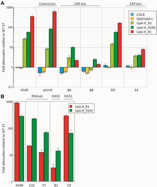 Relative attenuation of compositionally altered mutants of E7 in A549s and ZAP, RNAseL, OAS1 and OAS3 k/o cell lines. Attenuation expressed as the ratio of virus replication of mutant viruses to that of WT virus in (A) A549 and two ZAP k/o cell lines (B6, B8); RD and ZAP k/o E4 and (B) RNAseL, OAS1 and OAS3 k/o cell lines (E10 and F7, E4 and B1, respectively). Infectivity titres were determined at 36 h post-infection (24 h for RD cells). Bar heights represent the mean of three biological replicates; error bars show standard errors of the mean.