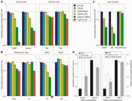 Replication of replicons with 3′UTRs of different dinucleotide compositions compared to WT virus. (A–C) Effect of pathway knockout on the attenuation of replicons with different CpG and UpA compositions, scored by luciferase expression at 6 h post-transfection. Replicons were modified through insertion of mutated R1 sequences in the non-translated 3′UTR. The UpA-H R2R1 mutant possessed a further insertion of UpA-high sequence in the R2 (coding) region. (A) Attenuation of replicons relative to E7 WT in the parental A549 cell line, a control CRISPR k/o cell line (pLenti) and two ZAP k/o cell lines, B6 and B8. (B) Attenuation in two different RNAseL k/o cell lines and those with k/o of OAS1 and OAS3. (C) Attenuation of UpA-H mutants in A549, RD and E4, an RD-derived cell line with ZAP k/o. Bar heights represent the mean of three biological replicates; error bars show standard deviations. (D) Effect of reconstitution of ZAP and RNAseL on replicon replication in the corresponding k/o cell lines (B8 – ZAP and E10: RNaseL). These were transfected with plasmids expressing ZAP or RNAseL with a fused GFP tag to enable FACS-based cell sorting for expression prior to transfection with WT and CpG- and UpA-high replicons at 15 h. Luciferase expression was subsequently recorded at 6 h post transfection, and normalized to expression with WT virus. Expression in A549 and the corresponding k/o cell lines were determined as controls. Bars represent the mean of two biological replicates, each with three technical replicates, error bars show standard deviations.