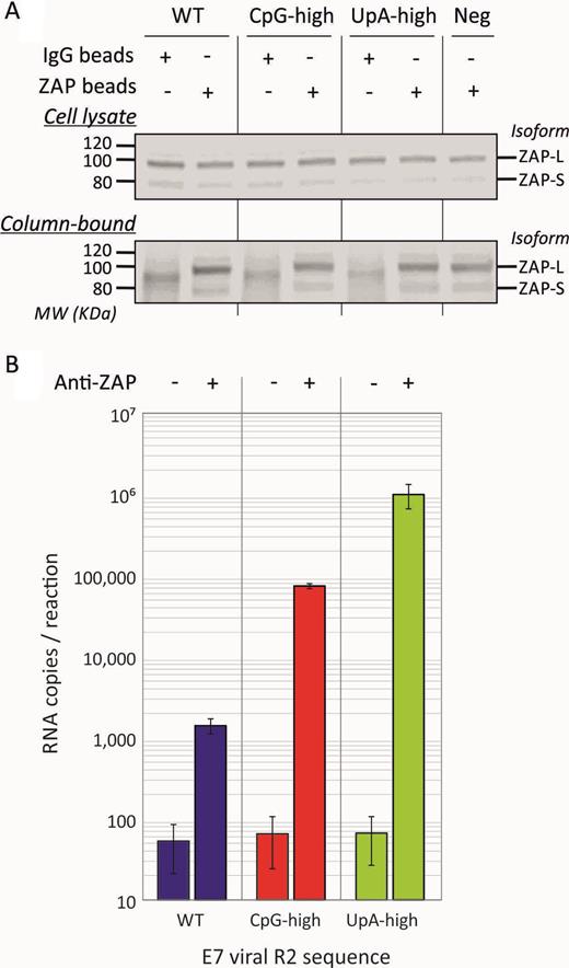 Binding of affinity isolated ZAP to CpG-H and UpA-H RNA transcripts. (A) ZAP detection by WB in input A549 cell lysates before and after immunoprecipitation (IP) with anti-ZAP or irrelevant antibody control (lower panel; IP). Long and short isoforms of ZAP migrated at around 90 and 75 KDa, respectively. The negative control was mock transfected (no viral RNA control). (B) Quantitation of E7 viral RNA transcripts with WT, CpG-high and UpA-high R2 sequences by qPCR in immunoprecipitated ZAP (right column) or mock precipitated control (left column). Bar heights show the mean of two biological experiments, errors bars show standard errors of the mean. The no RNA transcript control was negative by qPCR (data not shown).