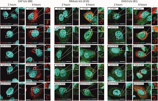 Replication of E7 WT and compositionally altered mutants in different k/o cell lines Merged images (E7 RNA, ZAP and nuclear DNA) of E7 WT and UpA- or CpG-high mutants of E7 in ZAP, RNASeL and OAS3 k/o cell lines.