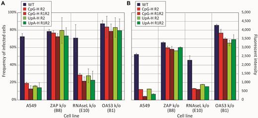 Frequencies and fluorescent intensities of infected cells detected by FISH. (A) Quantitation of FISH-positive cell frequencies by Airyscan post-acquisition analysis in representative fields of cell monolayer infected with E7 WT and compositionally modified mutants of E7. (B) Quantitation of fluorescent intensity of infected cells. Bar heights show the mean of two biological replicates; error bars show ± 1 standard deviation.
