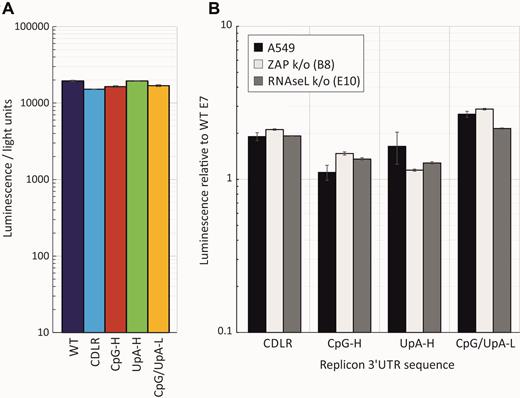 (A)Translation rates of replicon templates in the absence of replication Translation of E7 replicons with inserted WT, CDLR, CpG-H, UpA-H, CPG/UpA-low R1 sequences into the 3′UTR in a cell-free translation assay; translation was recorded by luciferase expression at 30 min post-transfection. Histograms show mean values from three technical repeats; error bars show SDs (B) A549, A549-ZAP k/o (B8 clone) and RNAseL k/o (E10 clone) cell lines were co-transfected with the same replicons in the presence of 10 μM GnHCl. Renilla luciferase was co-transfected to normalize for differences in transfection efficiency—expression was expressed as the ratio of the two luciferase signals relative to that of the WT replicon control (y-axis). Histogram values derive from two biological repeats, each with three technical replicates; error bars show SDs.