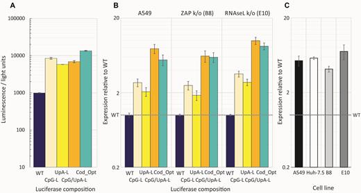 Translation rates of luciferase genes in the E7 replicon. (A) Translation of E7 replicons with compositionally modified luciferase genes in a cell-free translation assay; translation was recorded by luciferase expression at 30 min post-initiation. (B) Normalized luciferase expression of the same constructs in A549 cells and ZAP and RNAseL k/o cells at 1 h post-transfection with in the presence of 10 μM GnHCl to inhibit replication. Data were derived from three biological replicates; error bars show SDs. (C) Fold increase in translation of the CpG/UpA-Low luciferase gene over WT Luc in the HCV replicon in different cell lines in the presence of GnHCl at 3 hs post transfection. Data were derived from three technical replicates; error bars show SDs.