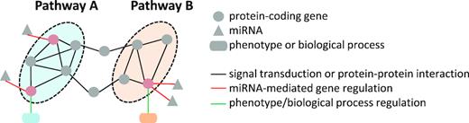 Implementation of miRNA cooperativity through targeting of a shared pathway or of a shared protein-coding gene. Targeting of several interlinked protein-coding genes by multiple miRNAs leads to the regulation of a pathway and thereby modulation of the phenotypic outcome (pathway A). Concerted targeting of a protein-coding gene by two miRNAs can induce efficient regulation of a biological process that is controlled by the gene (pathway B). miRNA targets are highlighted in red.