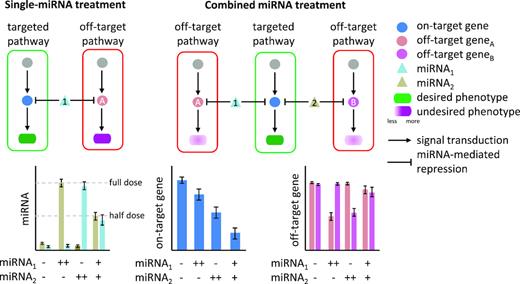 Exploiting miRNA cooperativity in cancer therapeutics. Single-miRNA treatment requires high-dose administration of a specific miRNA to obtain a desired phenotype. This could lead to unwanted regulation of off-targets and thus to undesired phenotypes. Such effects can be reduced or avoided by combining miRNAs that jointly repress one gene, which not only reduces the amount of miRNAs required but also decreases off-target effects and thus the risk of toxicity. The bar plots illustrate the expression profiles of miRNAs (left), on-target genes (middle) and off-target genes (right) in biological scenarios where single or combined miRNA treatment is applied. Compared to the single treatments (++), the combined miRNA treatment (+) at lower dose is more efficient in repressing the on-target gene. The experimental design and expected observation are adapted from a study, in which the synergetic repression of E2F1 using low doses of miR-205 and miR-342 was validated in vitro (41). Due to the reduction of miRNA doses, we also expect less impact on the off-target genes by the combined miRNA treatment. Bar colors correspond to node colors in the upper diagram.
