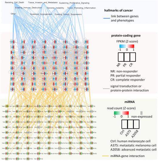 Overview of miRNA cooperativity in the melanoma network. The network contains hallmarks of cancer (top layer), protein-coding genes (middle layer), miRNAs (bottom layer) and their interactions. If a protein-coding gene is connected to two miRNAs (orange lines), it means its mRNA is predicted to form a triplex with the miRNAs. We show only the triplex with the highest score for a protein-coding gene (Supplementary Table S1). All identified cooperative miRNAs can be found in Supplementary Table S2 or at www.synmirapy.net. The data used to reconstruct the network can be found in Supplementary Table S3.