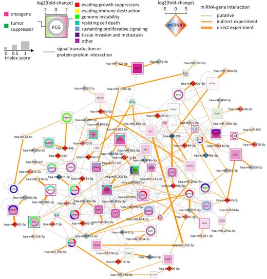 Predictive miRNA treatments for melanoma. The network shows protein-coding genes (PCG; squares) that could be targeted by cooperative miRNAs (diamonds) for therapy based on their expression profiles in the context of melanoma. The associations between protein-coding genes and cancer hallmarks are denoted by colors in the ring chart. The gene classification (oncogene or tumor suppressor) is denoted by the color of the square border. The color of protein-coding gene indicates the fold-change of its expression levels for the comparison between patients undergoing anti-PD1 treatment (non-responders versus complete responders). Two miRNAs connecting to a protein-coding gene (orange lines) were predicted to form the highest-scoring triplex with the mRNA of the protein-coding gene. The size of protein-coding genes increases with the score assigned to their triplexes. The color of the miRNA indicates the fold change of its expression level for the comparison between melanoma cells and human melanocytes (A375 + A2058 versus control). The thickness of the orange lines is determined by whether or not the putative miRNA–gene interactions have been validated by experiments. The validation data are from miRTarBase r2018 and starBase v2.0. As direct experiments we consider reporter assays, qRT-PCR and Western blots. Indirect experiments are high-throughput experiments, such as microarray, RNA sequencing, HITS-CLIP and PAR-CLIP. The data used to visualize the network can be found in Supplementary Table S4.