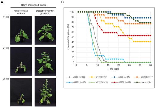 vsiRNAs with a high in vitro slicing activity (‘esiRNAs’) effectively protect plants against TBSV infections. (A) Comparison of Nicotiana benthamiana plants expressing a non-protective or a protective vsiRNA at different time points (days post infiltration, dpi) after TBSV challenge. TBSV derived vsiRNAs, including esiRNAs, were transiently produced as MIR390-based amiRNAs via agroinfiltration of plant leaves (35). Two days later, the same leaves were infiltrated with Agrobacteria containing a TBSV expression plasmid (see ‘Materials and Methods’ section). (B) Summary of the protective effect of individual vsiRNAs against TBSV infection. The siRNA gf698, targeting GFP mRNA was used as a negative control, i.e. equal amounts of Agrobacteria harboring an amiRNA construct expressing either a 5′U or a 5′A variant of this siRNA were mixed and infiltrated. In the case of the indicated siRNA mix, equal amounts of Agrobacteria harboring an amiRNA construct expressing each of the following vsiRNAs 179, 186, 207, 209, 221, 228 and 238 were mixed and inoculated. At least three independent ‘vaccination experiments’ were carried out in each case.