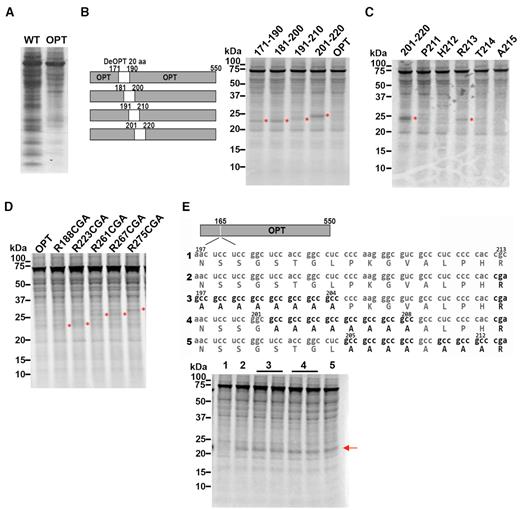 Rare codons cause ribosome stalling in an amino acid sequence-independent manner. (A) [35S]-Met-labeled total translation products analyzed by electrophoresis on 10% NuPAGE gel. Translation of WT and OPT Luc mRNAs was carried out for 12 min. (B) Left panel: Diagrams showing the 20-amino-acid scanning constructs. Codon-deoptimized (using the least used codons according to the Neurospora codon usage table) regions are indicated in white. Right panel: [35S]-Met-labeled total translation products after 12 min of translation analyzed by electrophoresis on 10% NuPAGE gel. The asterisks indicate the nascent peptide bands that appeared upon codon deoptimization. (C) [35S]-Met-labeled total translation products analyzed by electrophoresis on 10% NuPAGE gel. Lanes are labeled with the individual codon that was deoptimized in the OPT Luc mRNA background. The asterisks indicate the peptide bands that appeared upon introduction of rare codons. (D) [35S]-Met-labeled total translation products analyzed by electrophoresis on 10% NuPAGE gel. Lanes are labeled with the individual codon that was deoptimized in the OPT Luc background. (E) Top panel: Diagrams showing the sequences inserted at position 165 of the OPT Luc construct. Bottom panel: [35S]-Met-labeled total translation products analyzed by electrophoresis on 10% NuPAGE gel. Lane numbers correspond to numbers in the upper diagram. The arrow labels the band that appears due to insertion of the sequence with a CGA codon. Similar results were obtained from multiple independent replicate experiments.