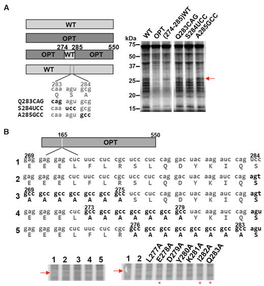 Rare codon causes ribosome stalling in a manner dependent on protein sequence context. (A) Left panel: Diagrams showing the rare codons introduced in different Luc constructs. Right panel: [35S]-Met-labeled total translation products of the indicated mRNAs. Red arrow labels nascent peptide produced due to the presence of a rare codon. (B) Top panel: Diagrams showing the sequences of constructs used to introduce alanine regions upstream of a rare codon. Bottom panel: [35S]-Met-labeled total translation products of the indicated mRNAs. Red arrow labels nascent peptide band caused by rare AGU codon. Red asterisks label the samples with reduced accumulation of the band. Similar results were obtained from at least one replicate experiment.