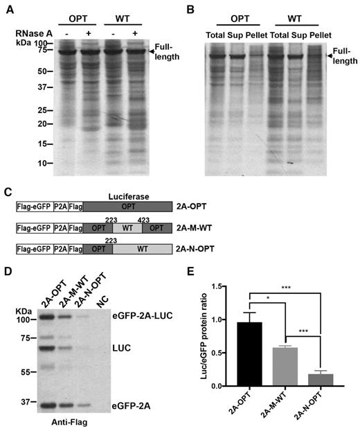 Rare codons cause premature termination and reduce translation efficiency. (A) [35S]-Met-labeled total translation products of WT and OPT Luc mRNA with and without RNase A treatment. After 10 min of translation, samples were treated with RNase A for 15 min at 37°C. (B) Pellet- and supernatant-associated [35S]-Met-labeled translation products of WT and OPT Luc mRNAs. After 10 min of translation, reactions were terminated by addition of cycloheximide (0.5 mg/ml final concentration). Ribosome-associated nascent peptides were separated by sucrose cushion centrifugation. Sup: supernatant. Similar results were obtained from multiple replicates for experiments described in (A) and (B). (C) Diagrams of eGFP-2A-Luc reporter constructs. (D) Representative western blot analysis of the eGFP-2A-Luc translation products. Neurospora strains carrying the indicated reporter construct were grown, and proteins were extracted for analysis. The positions of the eGFP-2A, Luc and full-length eGFP-2A-Luc proteins are labeled. NC: negative control, which was expression of empty vector. (E) Quantification of western blot analysis shown in panel (D) and two additional independent experiments. The ratio of LUC to eGFP is plotted. Data are means ± SD. *P < 0.05. ***P < 0.001.