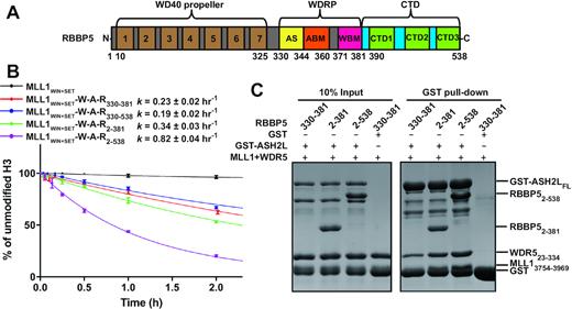 The WD40 and CTD regions of RBBP5 are important for activity regulation of the MLL1 complex. (A) Domain organization of human RBBP5. The seven repeats of the WD40 propeller are indicated. WDRP, WD40 Repeat Proximity domain; AS, Activation Segment; ABM, ASH2L-Binding Motif; WBM, WDR5-Binding Motif; CTD, C-Terminal Distal domain. (B) Comparison of the overall rates of the methylation reactions on H3 peptides catalyzed by the MLL1 complex assembled with different RBBP5 fragments. Each data point was shown as mean ± s.d. from triplicate measurements. The reported rate constants and fitting errors were derived by exponential fitting of the decrease in the relative intensities of the unmodified H3 peptide peaks in MALDI–TOF mass spectra. (C) GST pull-down assays revealed the stabilities of the MLL1 complexes. GST-ASH2LFL was incubated with MLL13754–3969, WDR523–334, and different RBBP5 constructs. Bound proteins were eluted and separated by SDS-PAGE. MLL13754–3969 ran at a similar position as GST as indicated.