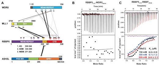 The internal interactions in RBBP5. (A) Schematic representation of inter-protein crosslinks detected by CX-MS analysis of the MLL1 complex. RBBP5 intra-protein crosslinks are also labeled. The width of the linking line is correlated to the peptide amount of one specific crosslink appeared in the MS. (B) WDR523–334 has no interaction with RBBP5CTD (residues 381–538) as shown by a representative ITC binding curve. The assay buffer is 150 mM NaCl, 25 mM Tris–HCl, pH8.0. (C) RBBP5WD40 (residues 2–333) has a direct interaction with RBBP5CTD (residues 381–538) as shown by representative ITC binding curves at three different salt concentrations (150, 300 and 800 mM NaCl in the presence of 25 mM Tris–HCl, pH 8.0 buffer). The binding affinity slightly decreased with the increase of salt concentration. The purple curve is the buffer titrated with RBBP5CTD. The dissociation constants (Kd) and the reported fitting errors were determined from the representative ITC curves by data fitting using one-site binding model.