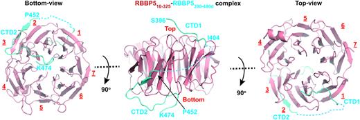 Crystal structure of the RBBP5WD40-RBBP5CTDM complex. Three views of the RBBP5WD40–RBBP5CTDM complex are shown. RBBP5WD40 is colored in red and RBBP5CTDM in cyan. The two segments of RBBP5CTDM, CTD1 and CTD2, are indicated. The surface where CTD1 binds is defined as the top of the WD40 propeller.