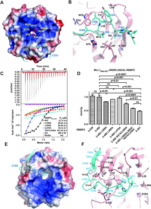 The interaction interface between RBBP5WD40 and RBBP5CTDM. (A) The RBBP5CTD1-binding pocket on RBBP5WD40. RBBP5WD40 surface is colored according to its electrostatic potential (positive potential, blue; negative potential, red). RBBP5CTD1 is shown in cyan. One possible path of the absent N-terminal acidic extension of RBBP5CTD1 is indicated. (B) Details of hydrophobic interactions between RBBP5WD40 and RBBP5CTD1. The critical residues are presented as ball-and-stick models. RBBP5WD40 residues are colored in red and RBBP5CTD1 residues in cyan. Hydrogen bonding interactions are shown as dashed magenta lines. (C) Effects of mutations in the RBBP5CTDM on the interaction between RBBP52–333 and RBBP5CTDM (RBBP5390–480d) analyzed by ITC assays. ITC buffer is 25mM Tris–HCl, 300 mM NaCl, pH 8.0. The RBBP5–4A mutation is L399A/L400A/I457A/L459A mutation. The dissociation constants (Kd) and the reported fitting errors for each mutant were determined from one representative ITC curve by data fitting using one-site binding model. (D) HKMT activities of the MLL1 complexes (MLL13754–3969–WDR523–334–ASH2FL–RBBP5) containing different RBBP5 mutants determined by the MALDI-TOF-based methyltransferase assays. The HKMT activities are normalized to the activity of RBBP52–480-containing MLL1 complex. Mean ± s.d. (n = 3) are shown. The ANOVA test was used to determine the statistical difference of HKMT activities between groups. The label ‘ns’ stands for ‘not significant’ (P> 0.05). (E) The RBBP5CTD2-binding surface on RBBP5WD40. RBBP5WD40 surface is colored according to its electrostatic potential (positive potential, blue; negative potential, red). RBBP5CTD2 is shown in cyan. (F) Details of hydrophobic interactions between RBBP5WD40 and RBBP5CTD2. The critical hydrophobic residues are presented as ball-and-stick models. Salt bridge and hydrogen bonding interactions are shown as dashed magenta lines.
