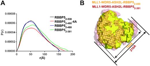 SAXS analyses of MLL1 complex. (A) Overlay of P(r) distributions from the MLL1 complexes assembled from different RBBP5 constructs. RBBP52–480-4A is RBBP52–480 with the L399A/L400A/I457A/L459A mutation. (B) Superimposition of the molecular envelops of the RBBP52–480-containing MLL1 complex (yellow) and the RBBP52–381-containing MLL1 complex (red). The sizes of the longest dimension of different complexes are indicated.