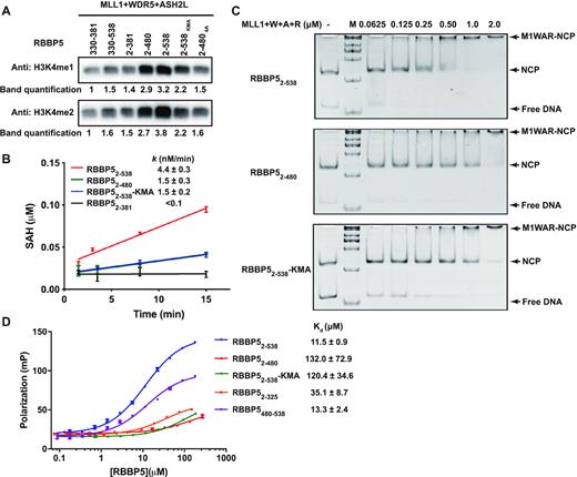 RBBP5CTD3 contributes to methylation on nucleosomes. (A) Methyltransferase activity assays were carried out using 167-bp nucleosomes as substrates. MLL1 complex (1 μM), nucleosome (1 μM), and SAM (20 μM) were incubated at 25°C for 1 h. At this condition, no H3K4me3 signal was detected. The band densities were quantified by setting the band density from the sample of MLL13754–3969–WDR523–334–ASH2LFL–RBBP5330–381 as one. RBBP5 2–538KMA is a mutation with 10 lysine residues in CTD3 mutated into alanine. RBBP5 2–4804A contains the RBBP52–480 L399A/L400A/I457A/L459A mutation. (B) Time-course monitoring of methyltransferase activities of different MLL1 complexes by MTase-Glo™ Methyltransferases Assay Kit. The assay system contains 50 nM MLL1 complex, 1 μM nuclesome, and 20 μM SAM. Each data point was presented as mean ± s.d. from triplicate measurements. The reaction rate and reported fitting errors were derived by linear fitting of the averaged dataset. (C) EMSA showed that MLL1 complexes bound to 167-bp nucleosomes. 0.1 μM nucleosome was incubated with increasing amounts of MLL1 complexes with different RBBP5 constructs as indicated. (D) The dissociation constants of the RBBP5-DNA interactions were determined by fluorescence polarization assays. 0.1 μM FAM-labelled 167-bp dsDNA was used. Each data point was shown as mean ± s.d. from triplicate measurements. Some error bars were not shown because the error bar was shorter than the size of the symbol. The dissociation constants (Kd) and the reported fitting errors were determined from the averaged data points by fitting with the sigmoidal dose-response model.