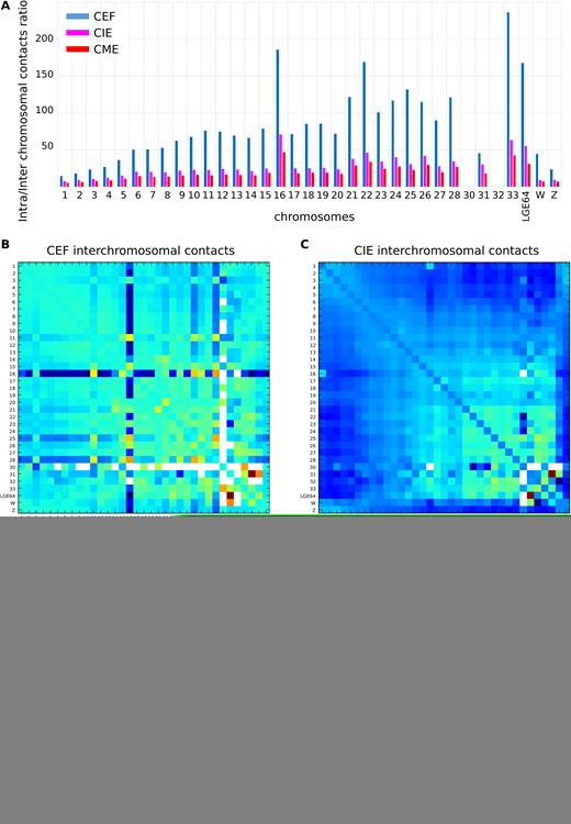 Interchromosomal contacts in CEF, CIE and CME. (A) The ratio between intra- and interchromosomal contact numbers for CEF (blue), CIE (magenta) and CME (red). Note that it was not enough data to calculate the ratio for chromosomes 30 and 32. (B–D) The 2D heatmaps show the observed number of interactions between any pair of chromosomes divided by the expected number of interactions between those chromosomes in log2 scale for CEF (B), CIE (C) and CME (D). The color of each dot represents the enrichment (red) or depletion (blue) of contacts compared with the expected values.