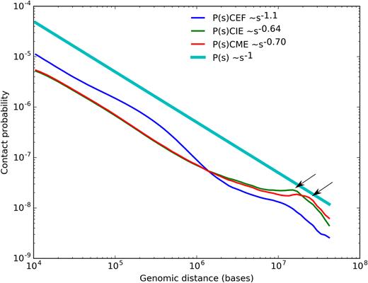 The dependence of the contact probability on the genomic distance P(s) averaged over all chromosomes, compared with P ∼1/s. Arrows indicate increase of contact probabilities for loci separated by 10–15 MB (for CIE), or 15–17 MB (for CME).